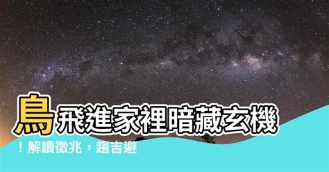 鳥飛進 家裡 代表什麼|【有鳥飛進家裏】有鳥飛進家裡！破解常見迷信，揭開牠飛來的真。